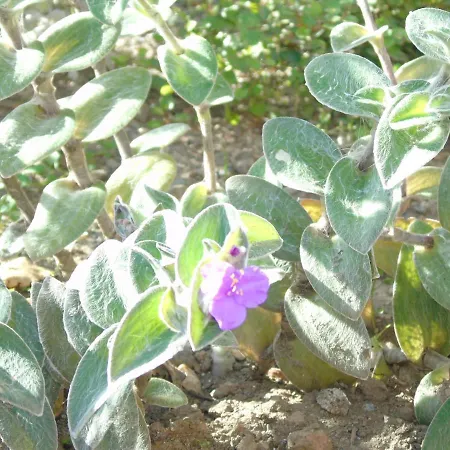 Il Pergolato Con Parcheggio Privato Daire Cenova